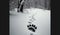 Animal Tracks in the Snow: A Winter Symphony of Fox and Bear Prints Amidst Snow-Dusted Trees