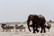 Animal trafic on muddy waterhole in Etosha