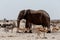 Animal trafic on muddy waterhole in Etosha