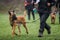 Animal trainer doing obedience training with his belgian malinois dog outdoors