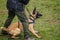 Animal trainer doing obedience training with his belgian malinois dog outdoors