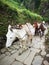 Animal transportation in Nepal rural zone