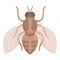 Animal tsetse fly icon cartoon vector. Africa insect