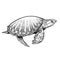 Animal of underwater world. Indian pig-nosed turtle isolated. Black and white reptile vector illustration