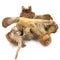 Animal vertebral bones isolated on white background. leftover food close-up