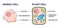 Animal vs plant cell structure comparison with differences outline diagram