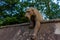 Animal wall of Bute park at Welsh capital Cardiff, UK