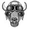 Animal wearing aviator helmet with glasses. Vector picture. Buffalo, bison,ox, bull Hand drawn image for tattoo, emblem