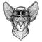 Animal wearing aviator helmet with glasses. Vector picture. Oriental cat with big ears Hand drawn image for tattoo