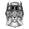 Animal wearing aviator helmet with glasses. Vector picture. Wild cat Lynx Bobcat Trot Hand drawn image for tattoo