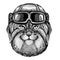 Animal wearing aviator helmet with glasses. Vector picture. Wild cat Manul Hand drawn image for tattoo, emblem, badge