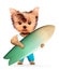 Animal wearing t-shirt, shorts and holding surf