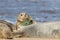 Animal welfare. Seal caught in plastic fishing net. Marine pollution