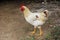 Animal. white bantam. White Chicken Looking Out Of The Barn