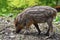 Animal - wild boar in the wild. Young bear playing in nature-forest. Sus scrofa