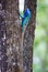 Animal wildlife : agama atricollis or chameleon, blue crested lizard have skin muticolor climbing on tree, Lizard in natural backg