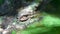 Animal wildlife video close up pan shot of The eyes of crocodile sleeping in dirty ponds or swamps close up shot in Apple Proress