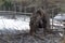 Animal wildlife. young moose in a Russian village eats dry branches. Winter