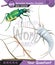 Animal world, insects, vector, eps, new generation question template, for teacher,