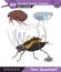 Animal world, insects, vector, eps, new generation question template, for teacher,