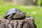 Animal world of our planet. European marsh turtle (scientific name Emys orbicularis) sits on a tree stump.