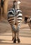 Animal zebra