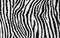 Animal zebra skin