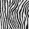 Animal zebra skin