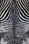 Animal zebra skin black and white fur stripes