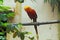 Animal zoo Golden pheasant Chrysolophus pictus Alipore Zoo in Kolkata west benga India