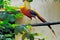 Animal zoo Golden pheasant Chrysolophus pictus or Chinese pheasant Alipore Zoo