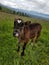 Animales de granja, vacas, Holstein, Haciendas, animales,