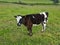 Animales de granja, vacas, Holstein, Haciendas, animales,