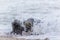 Animals in action. Two seals play fighting in sea water