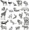 Animals of the African continent.