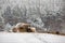 Animals around the hay stacks on a farm in winter.