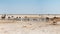 Animals around a waterhole during a severe draught in Etosha National Park. Namibia