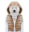 Animals as a human. Polar Bear in down vest and sweater.
