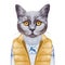 Animals as a human. Portrait of British Shorthair Cat in down vest and sweater.