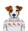 Animals as a human. Portrait of Jack Russell in sweater.