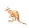 Animals of Australia Kangaroo Watercolor