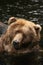 Animals: Bear looking at you