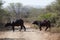 Animals Buffalo Dirt Road Wildlife