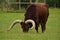Animals in Captivity - Ankole Cattle