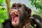 Animals chimpanzee