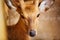 Animals. Closeup Of Sika Deer Looking In Camera. Travel Asia