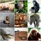 Animals collage with nine photos Thailand