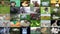 Animals collage with potamochoerus, otter, wallaby, maned and grey wolf, capybara, elephant, red panda,