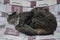 animals domestic cat small predator sleeping on the bed