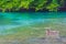 Animals ducks fish turquoise water Plitvice Lakes National Park Croatia